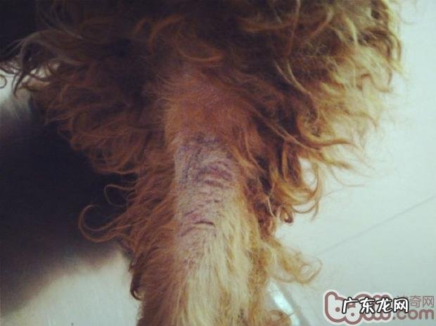 五 犬常见的皮肤病马拉色菌过敏性皮炎