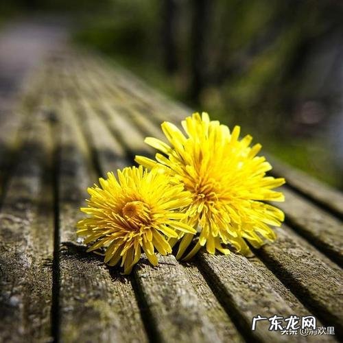 蒲公英就像什么比喻句 【抖音文案】蒲公英的花像什么写比喻句