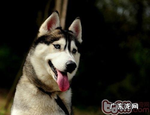 狗狗骨头卡咽喉时该如何处理