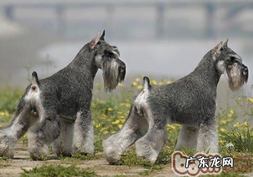 小狗肝硬化症状及医治