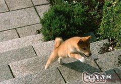 充血性慢性心衰的医治