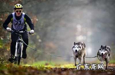 小狗的四肢神经受损介绍