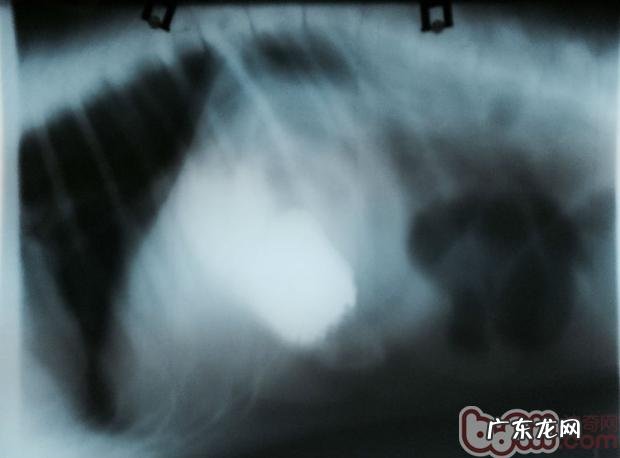 一例德牧肠套叠的确诊与医治全过程