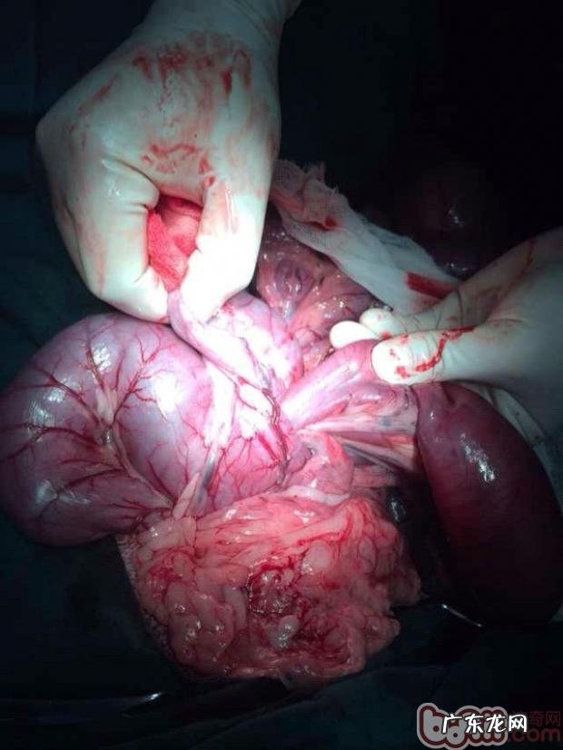 一例德牧肠套叠的确诊与医治全过程