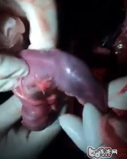 一例德牧肠套叠的确诊与医治全过程