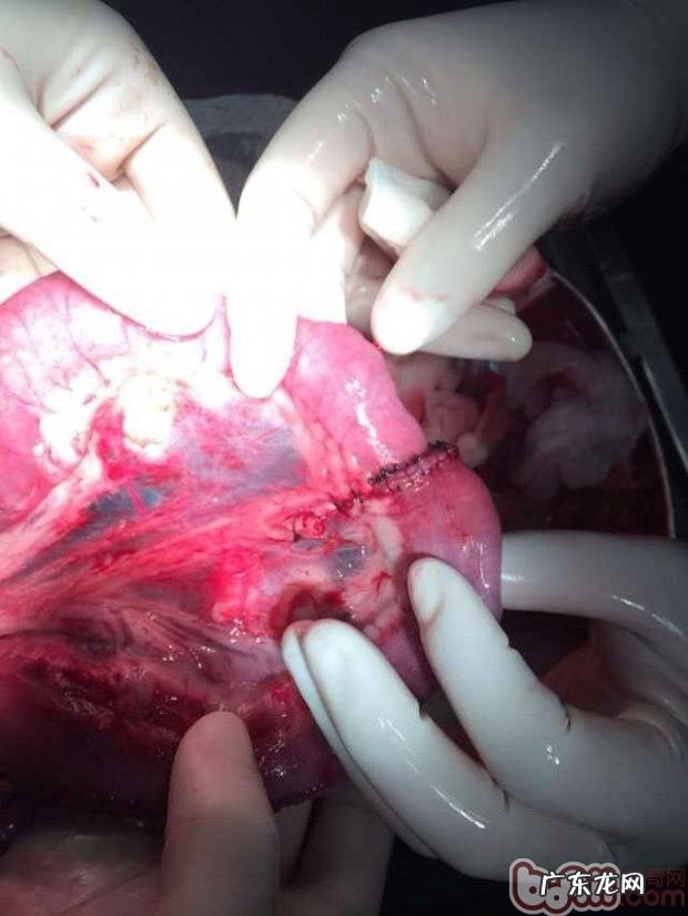 一例德牧肠套叠的确诊与医治全过程