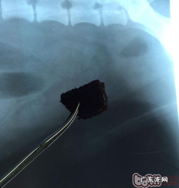 肠胃脏东西对犬的伤害