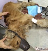 肠胃脏东西对犬的伤害