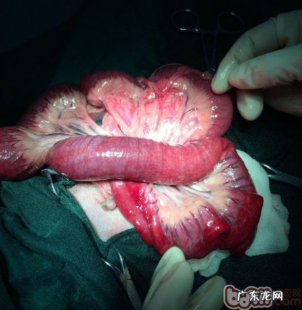 肠胃脏东西对犬的伤害