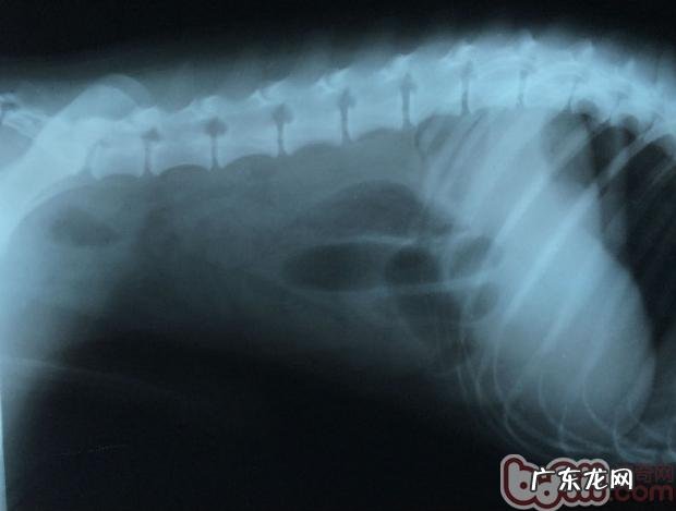 肠胃脏东西对犬的伤害