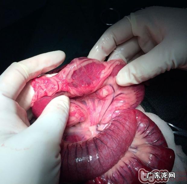 肠胃脏东西对犬的伤害