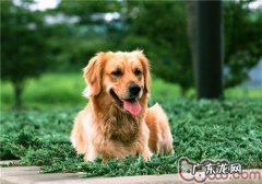 一例蜱虫叮咬的病例分析