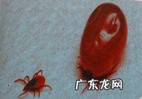 一例蜱虫叮咬的病例分析