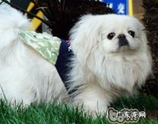 京巴狗感冒的治疗标准