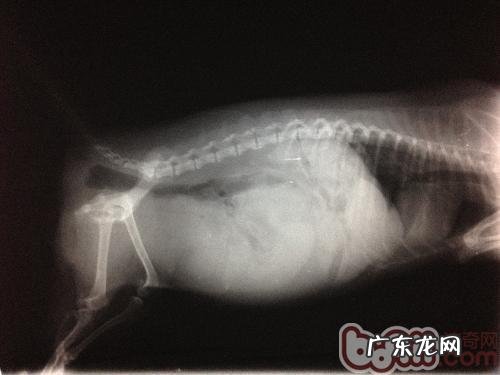 犬子宫蓄脓的发病原因及医治