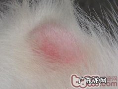 犬念珠菌性皮肤疾病的诊治关键点