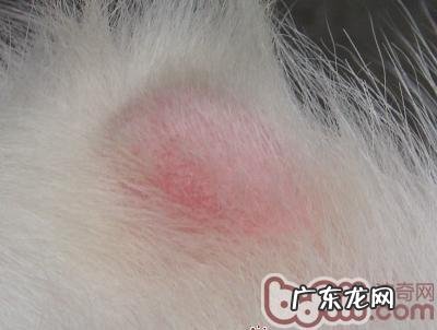 犬念珠菌性皮肤疾病的诊治关键点