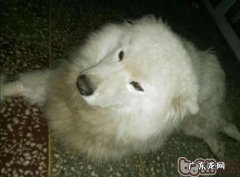 犬车祸事故后脊椎骨折的医治