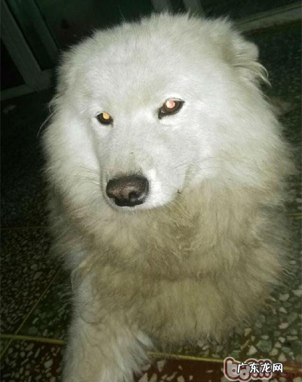 犬车祸事故后脊椎骨折的医治