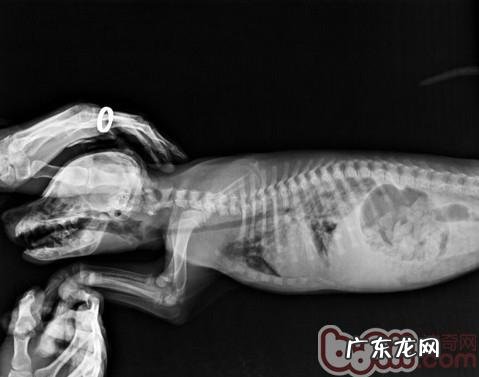 小问题宜治不适合拖—犬大叶性肺炎