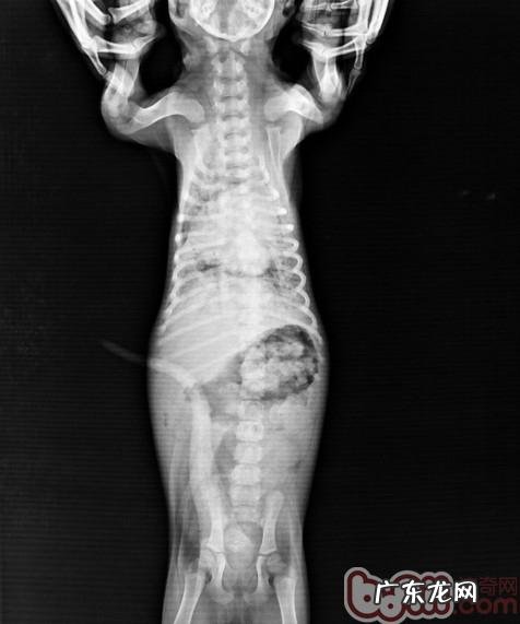 小问题宜治不适合拖—犬大叶性肺炎