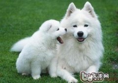 小问题宜治不适合拖—犬大叶性肺炎