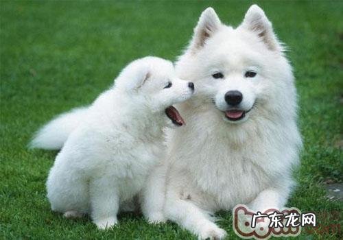 小问题宜治不适合拖—犬大叶性肺炎