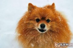 冬天什么小狗易生病