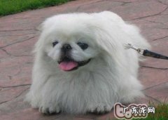 京巴狗偏瘫的临床症状