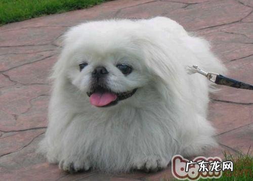 京巴狗偏瘫的临床症状