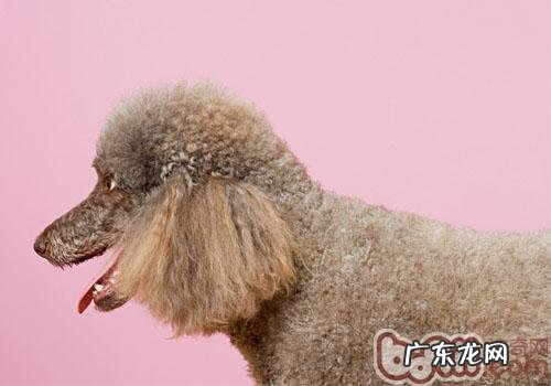 狗狗眼屎多可能是病了