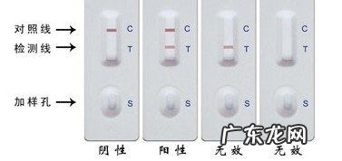 犬常见传染病之犬冠状病毒病