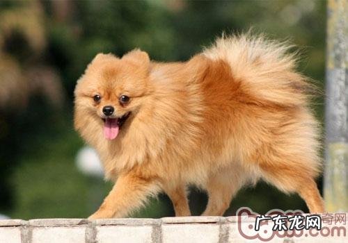 犬常见传染病之犬冠状病毒病