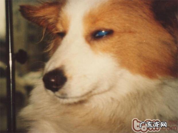 犬传染性肝炎的诊治