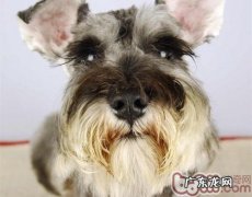 小狗小产的普遍根本原因