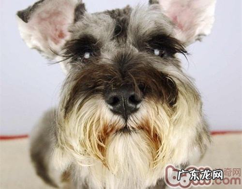 小狗小产的普遍根本原因