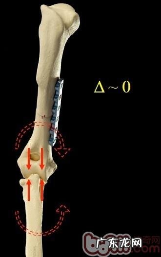 哪一个狗的腕关节更强？&#8212;犬腕关节发育不全