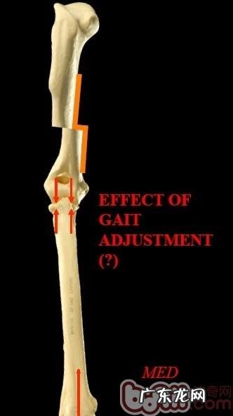 哪一个狗的腕关节更强?—犬腕关节发育不全