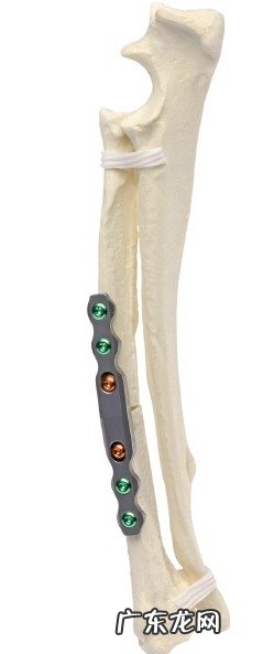 哪一个狗的腕关节更强？&#8212;犬腕关节发育不全