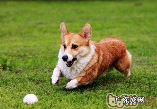 早已免疫系统过的小狗被别的狗狗咬了该怎么办