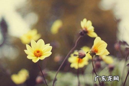 表达清晨美好的短句子 【抖音文案】表达11月的美好句子