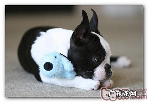 普遍小狗腿抽筋根本原因