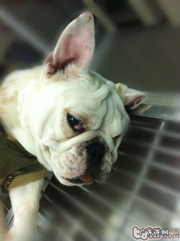 小狗的“大樱桃眼”应该怎么办？