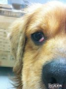 小狗的“大樱桃眼”应该怎么办？