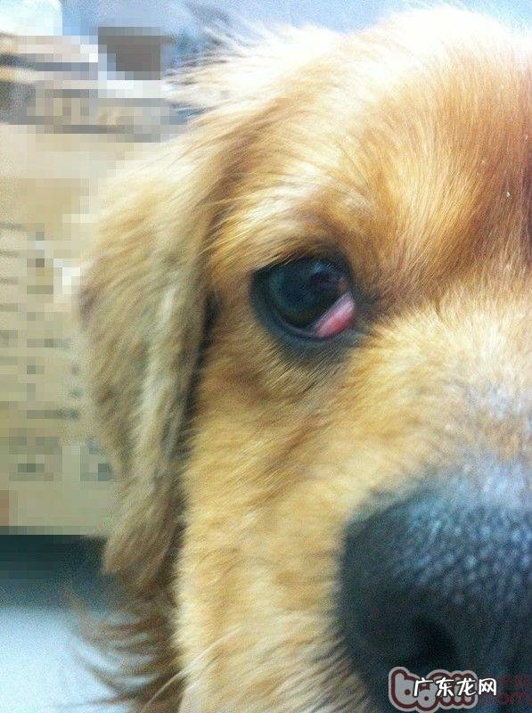 小狗的“大樱桃眼”应该怎么办？
