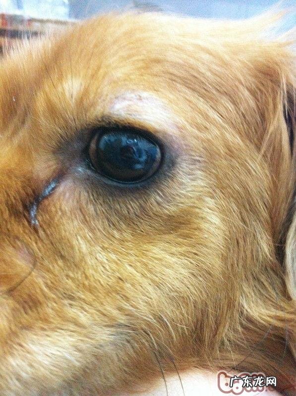 小狗的“大樱桃眼”应该怎么办？