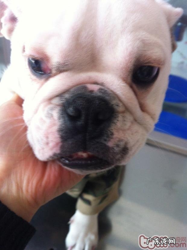 小狗的“大樱桃眼”应该怎么办？