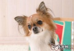 狂犬病毒的传播途径到底有多少种