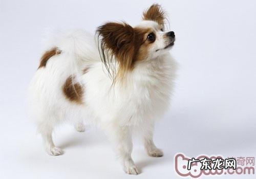 十日观察法确实能够用于分辨狂犬病毒吗