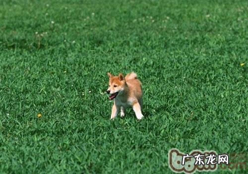 小狗缺铁性贫血了解多少